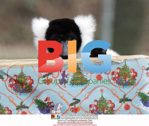 Lemur Tia Enjoys Christmas Treat at Colchester Zoo