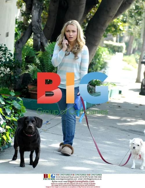Hayden Panettiere Walks Dogs in West Hollywood