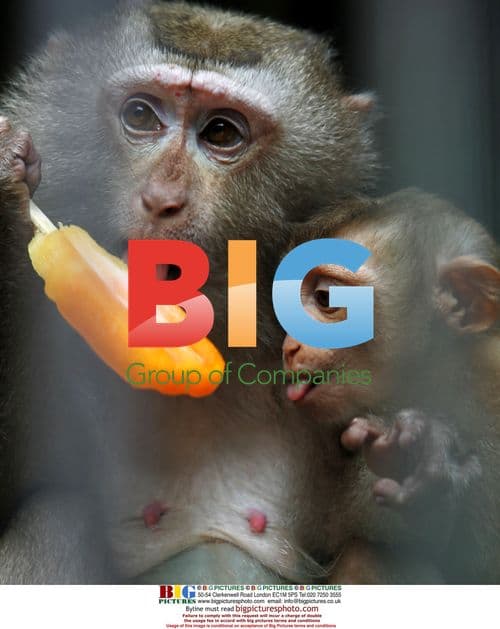 Monkeys Eat Ice Lollies to Beat the Heat