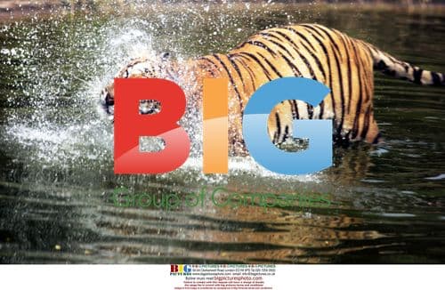 Tigers Cooling Off in Zoo