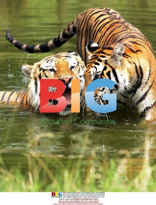 Tigers Cooling Off in Zoo