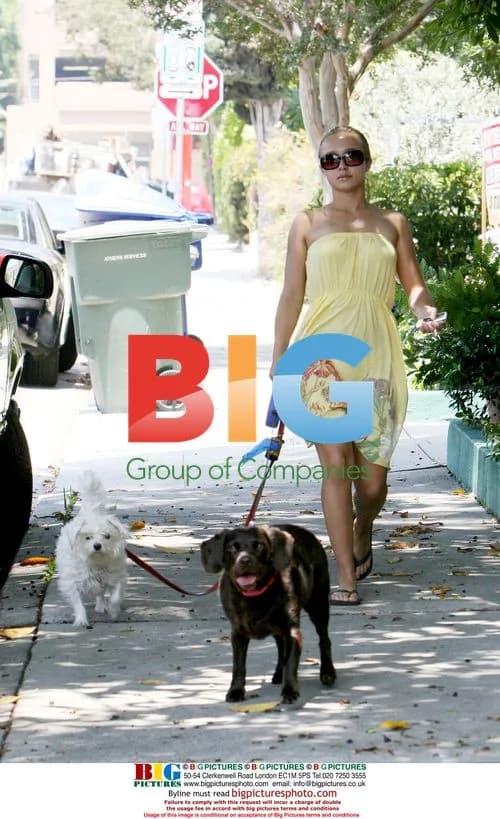 Hayden Panettiere walks dogs in LA