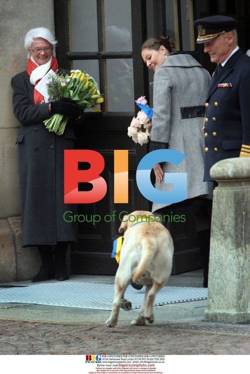Swedish King's Dog Jambo