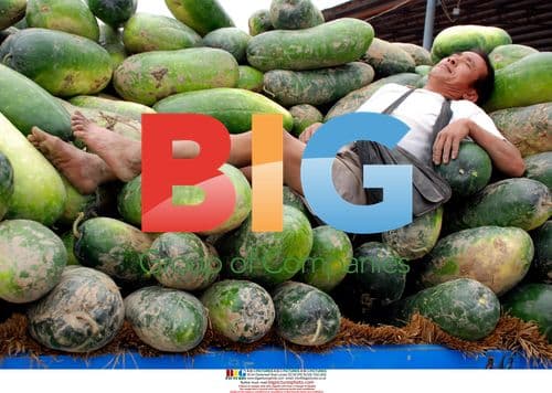 Vendor naps on melons at China farmer's market