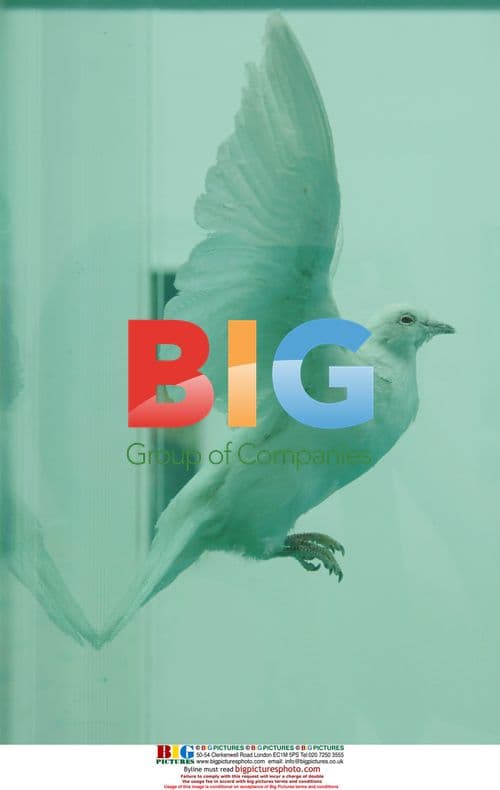 Damien Hirst's 'The Incomplete Truth' at 'Beyond Belief'