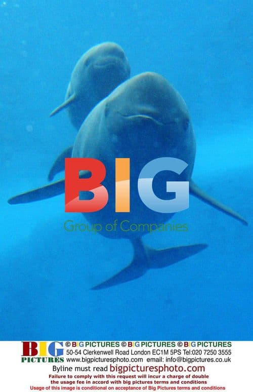 Newly born Yangtze finless porpoise