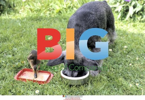 Adopted duckling 'Watsch' in Germany