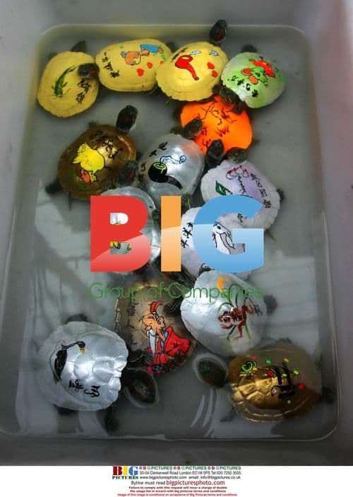 Colorful Painted Brazilian Turtles Sold in China