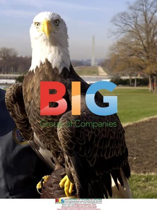 Bald eagle Challenger at US Capitol