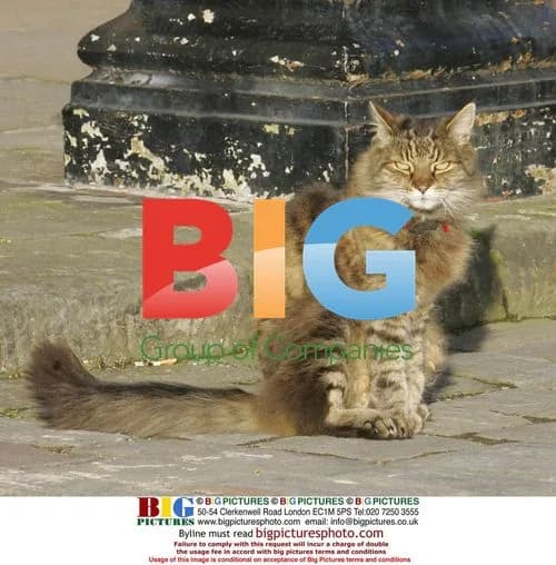 Kylie Minogue visits Bath and meets a cat