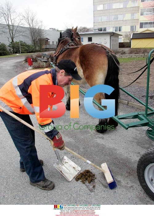Horse collects used papers in Sweden