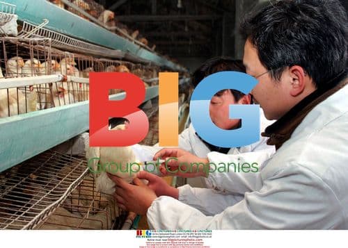 Members of Agriculture Administration injecting livestock