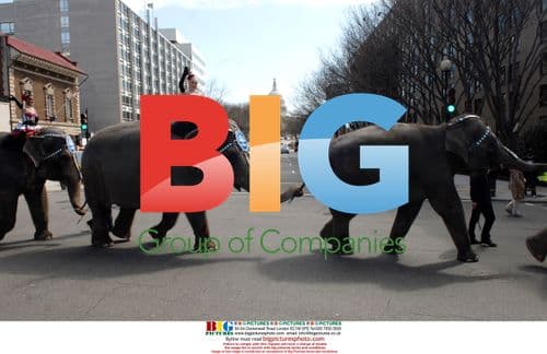 Elephants in Ringling Brothers Circus Parade