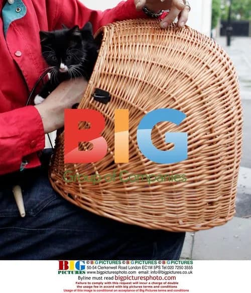 Pete Doherty leaves with kittens