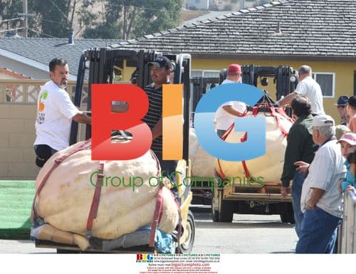 Annual Pumpkin Weigh-off in Half Moon Bay, CA