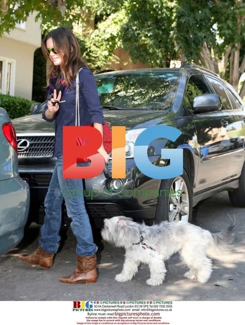 Rachel Bilson Walks Dog in LA