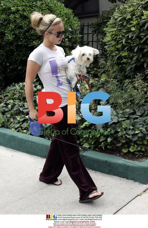 Hayden Panettiere takes dogs in Hollywood