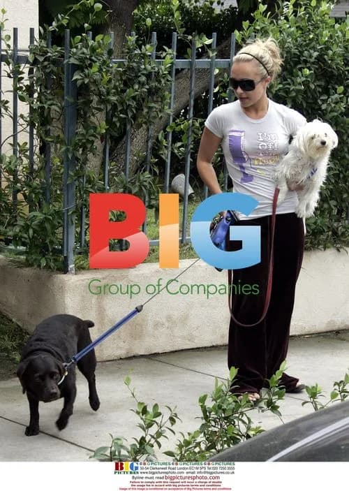 Hayden Panettiere with Dogs in Hollywood