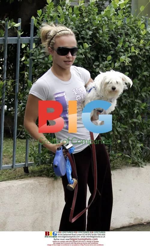 Hayden Panettiere takes dogs out in Hollywood