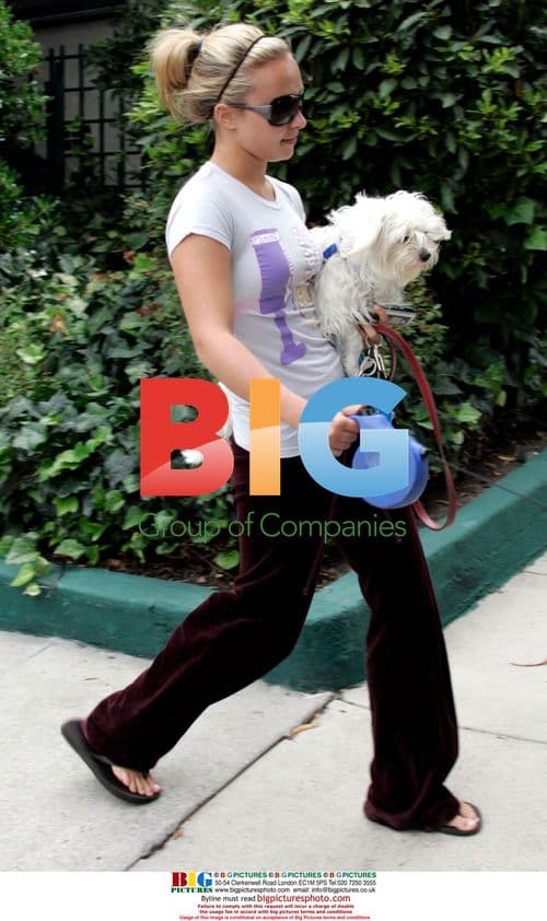 Hayden Panettiere Walking Dogs in West Hollywood