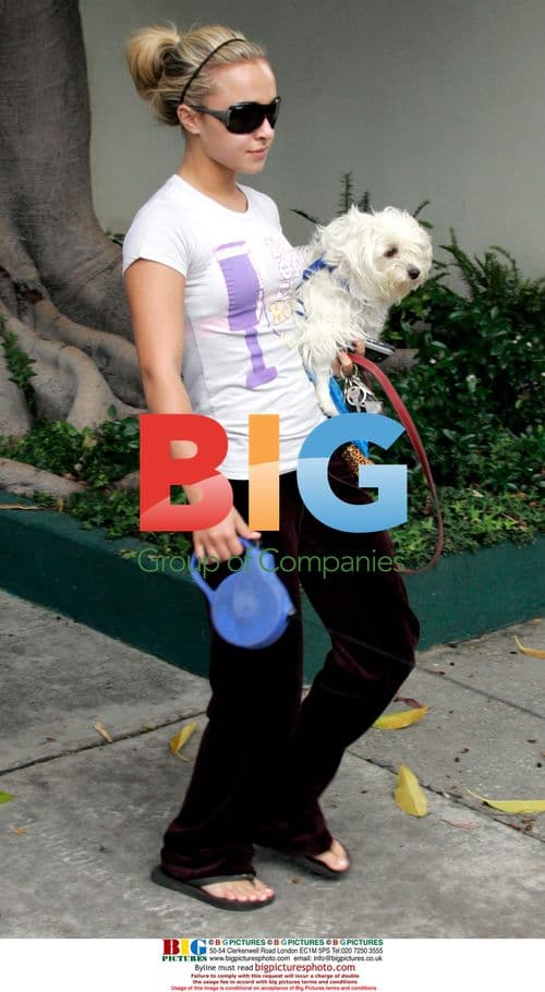 Hayden Panettiere Walking Dogs