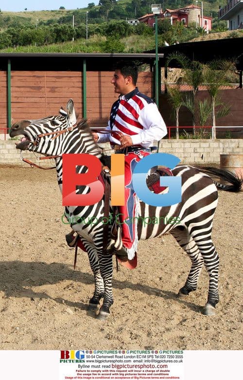 Giampiero Lancellotti with Domesticated Zebra