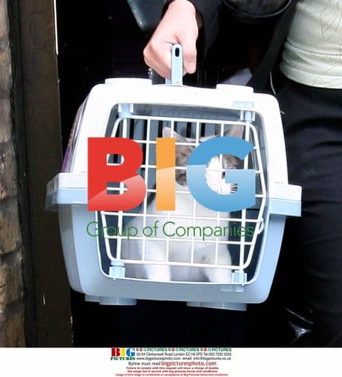 Amy Winehouse's cat Sylvia taken from home