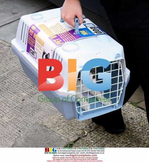 Amy Winehouse's pet kitten Sylvia taken from home