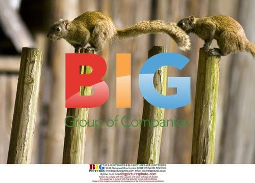 Playful squirrels in Jiaxing People's Park