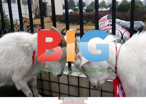 Goat competition in China on 2008-12-28