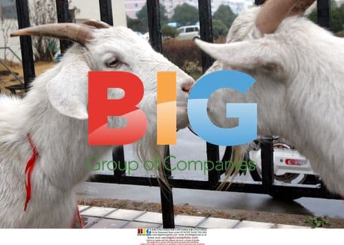 China goats competition crowns king