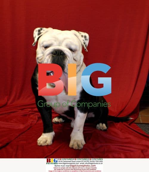 Dog with special staircase lifter