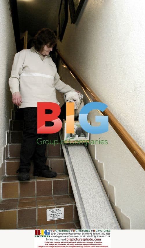 Bulldog with Custom Staircase Lift