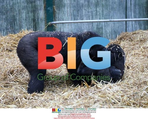 Gorilla DJongo frolicking with family