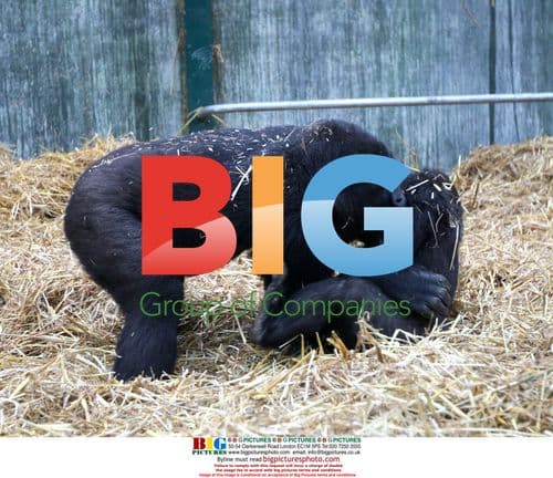 Gorilla family frolics at Port Lympne