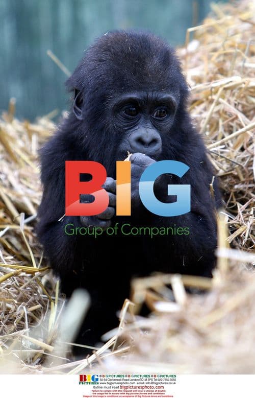 Gorilla family playing at Port Lympne