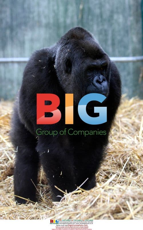 Gorilla DJongo Plays with Family at Port Lympne