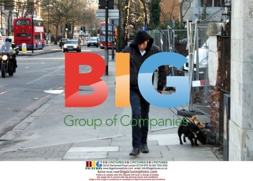 Rhys Ifans walking Sienna Miller's dogs