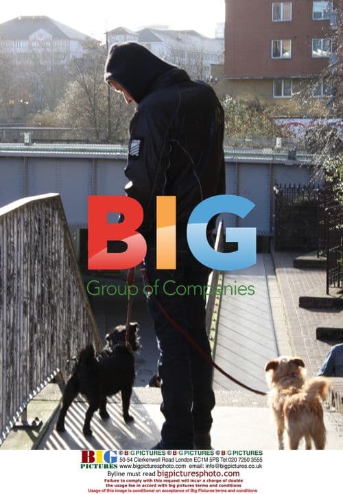 Rhys Ifans walks Sienna Miller's dogs