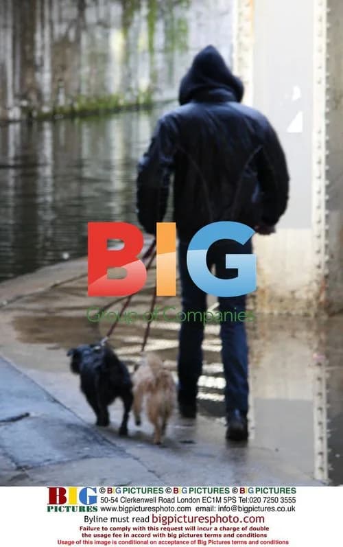 Rhys Ifans walking Sienna Miller's dogs
