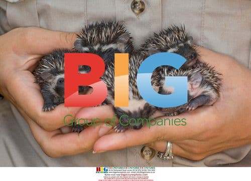 Five baby African hedgehogs at San Diego Zoo