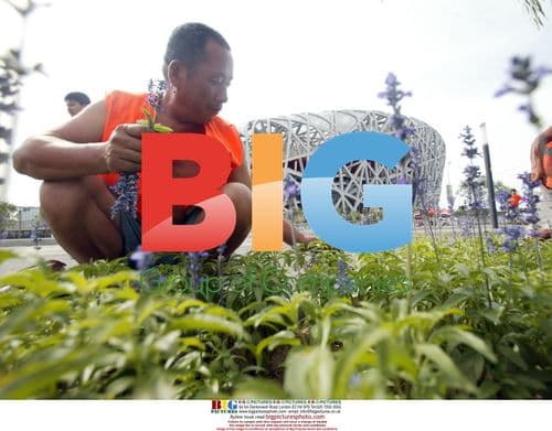 Preparing Beijing's Bird's Nest for Olympics