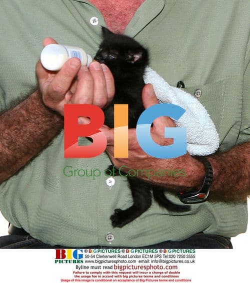 Susan Olsen and Barry Williams feed kittens