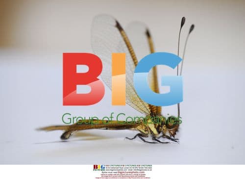 Odd Dragonfly with Horns Spotted in China