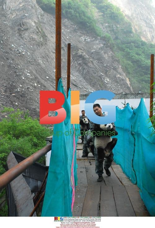 Pandas transferred after earthquake in China