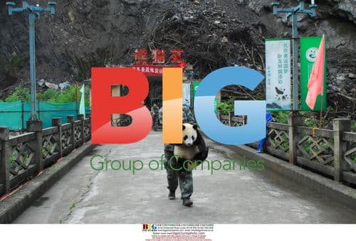 Pandas Rescued After China Earthquake