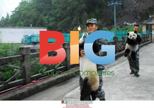 Pandas transferred to safety after earthquake in China