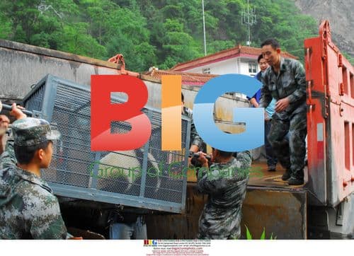 Pandas Transferred to Safety After Earthquake