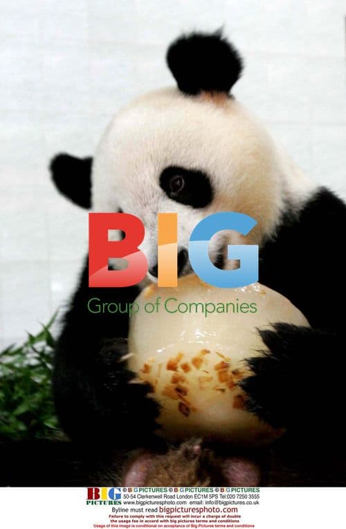 Panda cools off with ice block in China