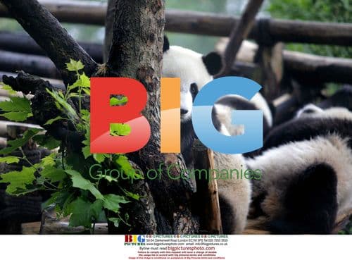Feeding pandas at Chengdu Research Base